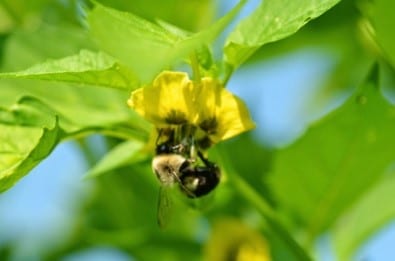 Pollinators of Physalis