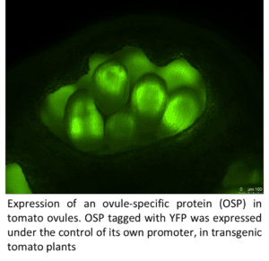 Expression of an ovule-specific protein (OSP) in tomato ovules
