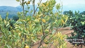 citrus-greening