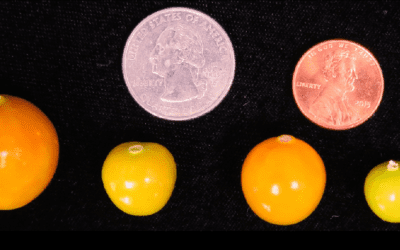 Biology Minute: Differentiating Between Groundcherry and Goldenberry