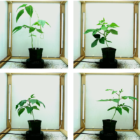 A collage of 4 shots of a cowpea plant