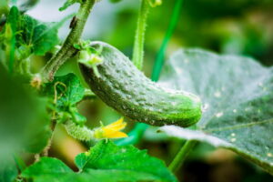 cucumber growing in a greenhouse