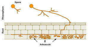 Diagram showing various stages of arbuscule development