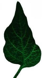 Xylem-mobile dye moving through a pepper leaf (image credit: Hannah Thomas)