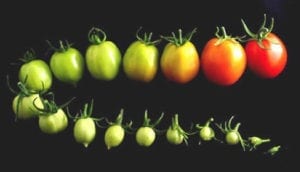 Tomatoes in various stages of ripeness