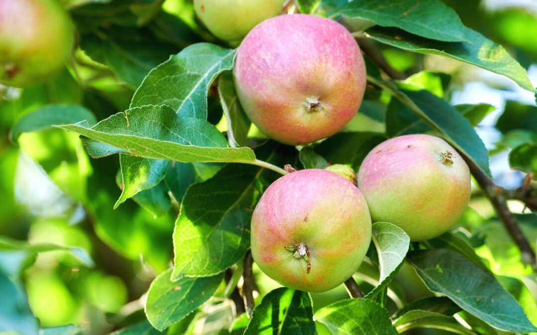 Study Finds Genetic Mechanisms Behind High-Yield Apple Trees