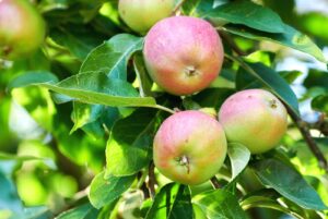 Fuji apples growing in a sustainable orchard