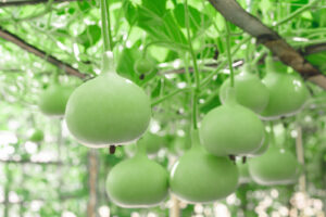 green bottle gourd hanging on a branch