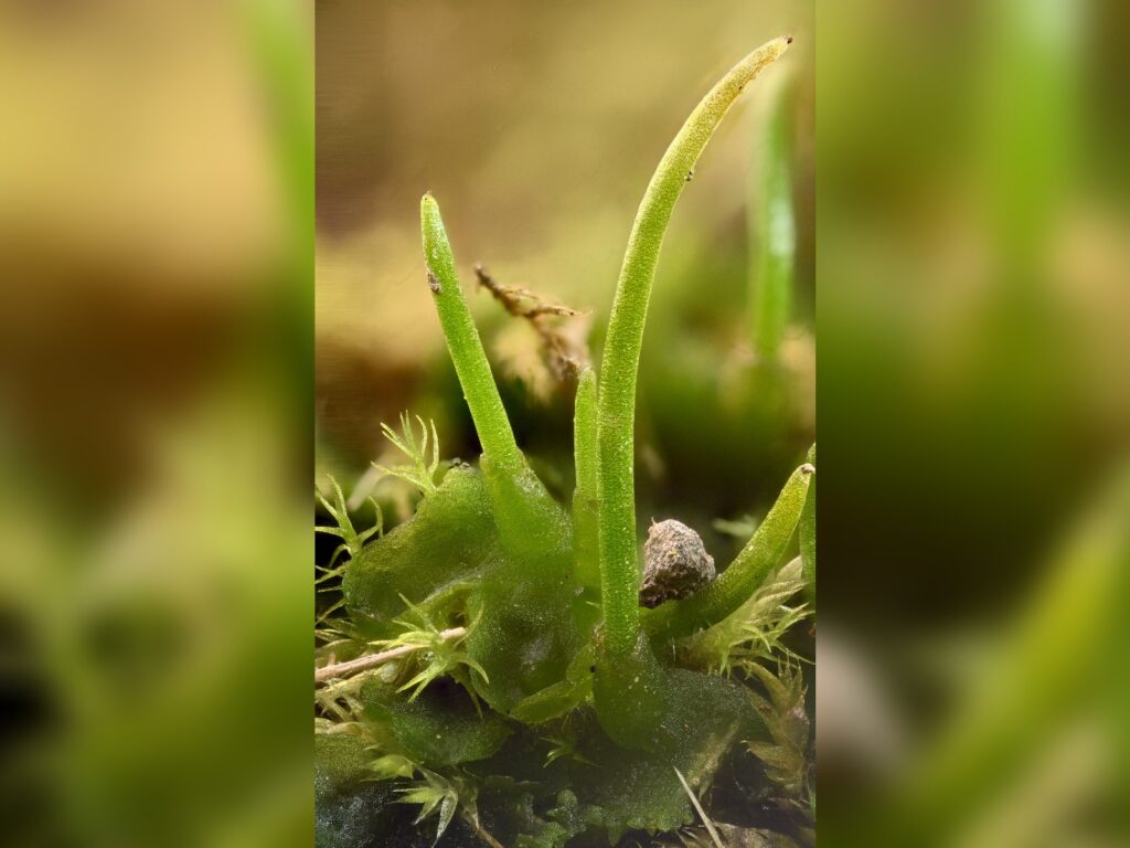 hornwort enlarged