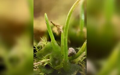 hornwort enlarged