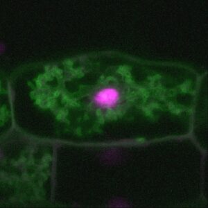 The green signal shows that CKL2 interacts with a 14-3-3 protein at the membranes in root cells colonized by a fungus. The pink signal (in the cell nucleus) is a control to confirm that the cell is transformed.