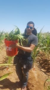 Maize in Maricopa: An Interview with Intern Michael Miller