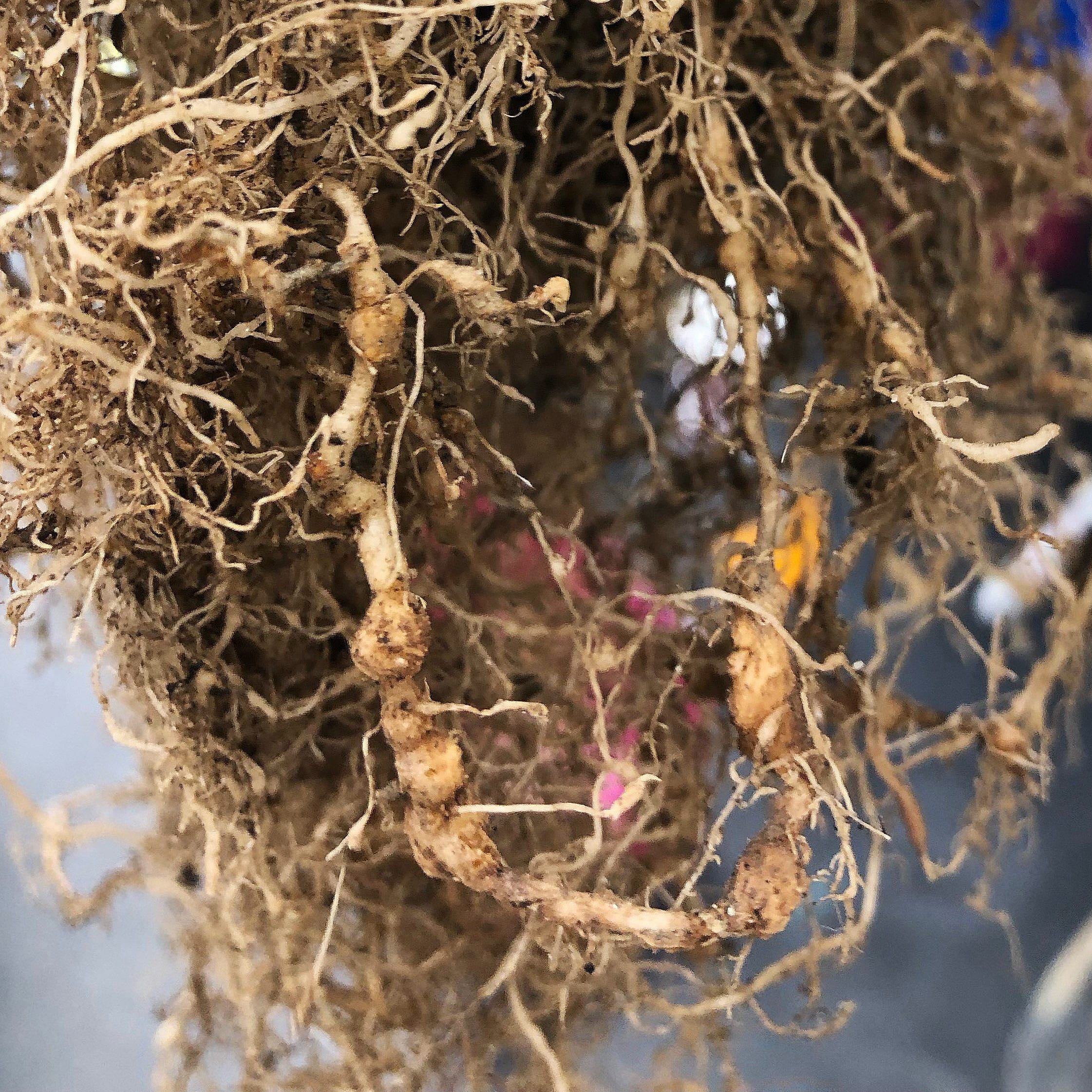 These tomato roots have been infected with southern root-knot nematodes (Meloidogyne incognita). The microscopic roundworms form galls or “knots” where they feed, ultimately stunting the plants and reducing yield. Image credit: BTI/Murli Manohar