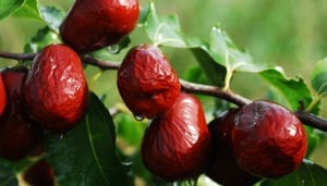 The jujube is an ancient fruit that is enjoyed by many in China, India and the Caribbean.