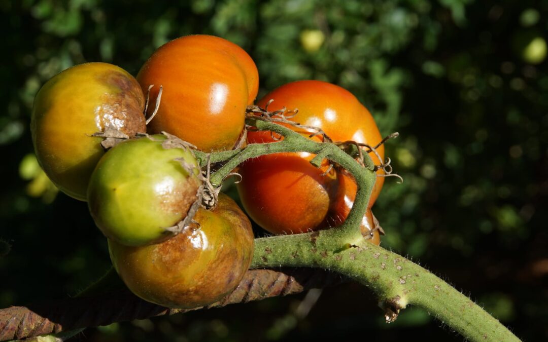 Switch On, Switch Off: The Dynamic Defense of a Deadly Plant Disease