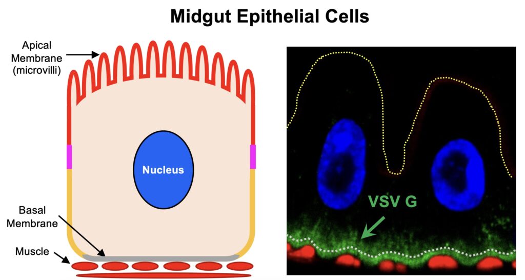 Midgut Epithelial Cells