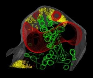Ivanov, et al. discovered that the interface between plant roots and their symbiotic fungi are full of membrane tubules both in the fungus (yellow) and between the plant cell membrane and the fungal cell wall (green). Red lines are fungal cell membrane, and the plant cell membrane is gray. Image credit: Jotham Austin II and R. Howard Berg.
