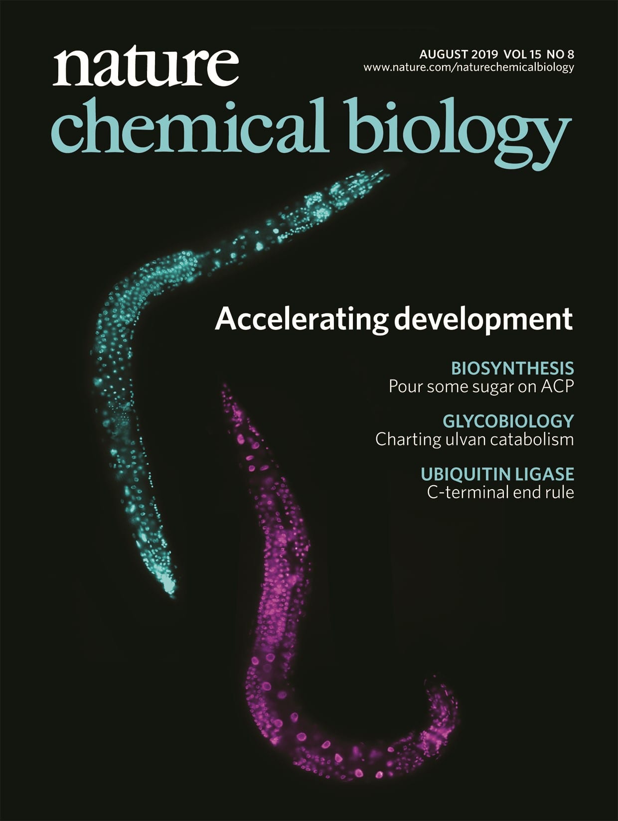 The cover of the August 2019 issue of Nature Chemical Biology, showing adult male (aqua colored) and hermaphrodite (magenta colored) Caenorhabditis elegans. Image: Erin Z. Aprison. Cover Design: Erin Dewalt.