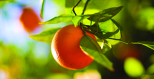 Students Become Gene Detectives to Fight Citrus Greening