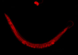 Fluorescence imaging of C. elegans