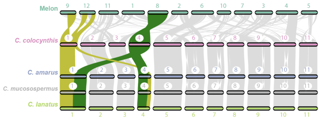 Figure 1 Divergence and genome evolution of watermelon species.
