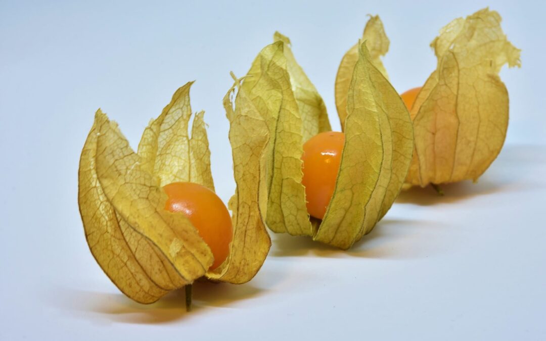 Groundcherry Gets Genetic Upgrades: Turning a Garden Curiosity into an Agricultural Powerhouse
