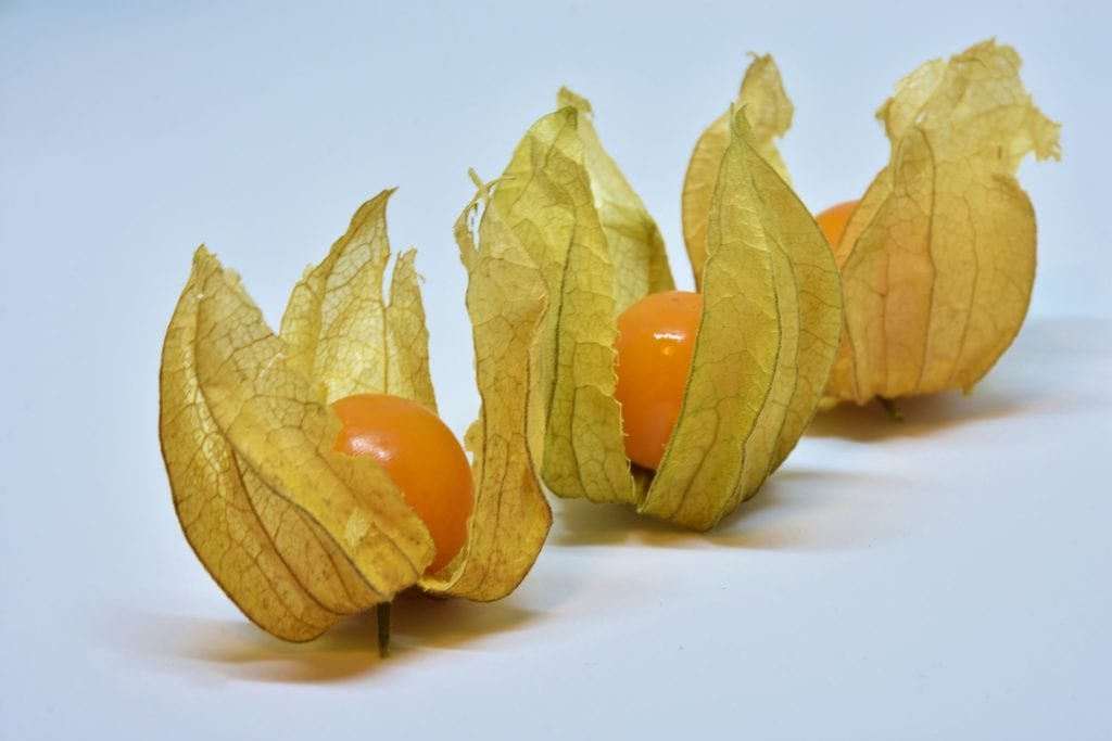 Three physalis fruits in husks