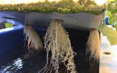 Intersection of Physalis Improvement and Aquaponics
