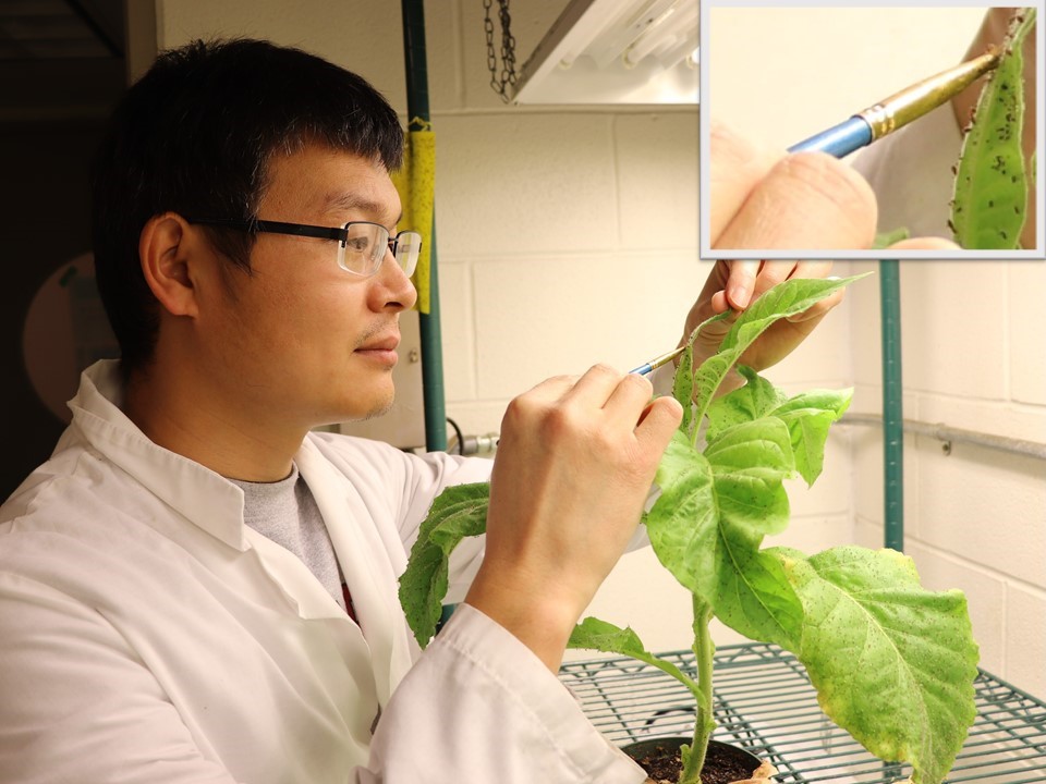 A man in a white lab coat uses a small paintbrush to wipe tiny insects off a broad plant leaf.