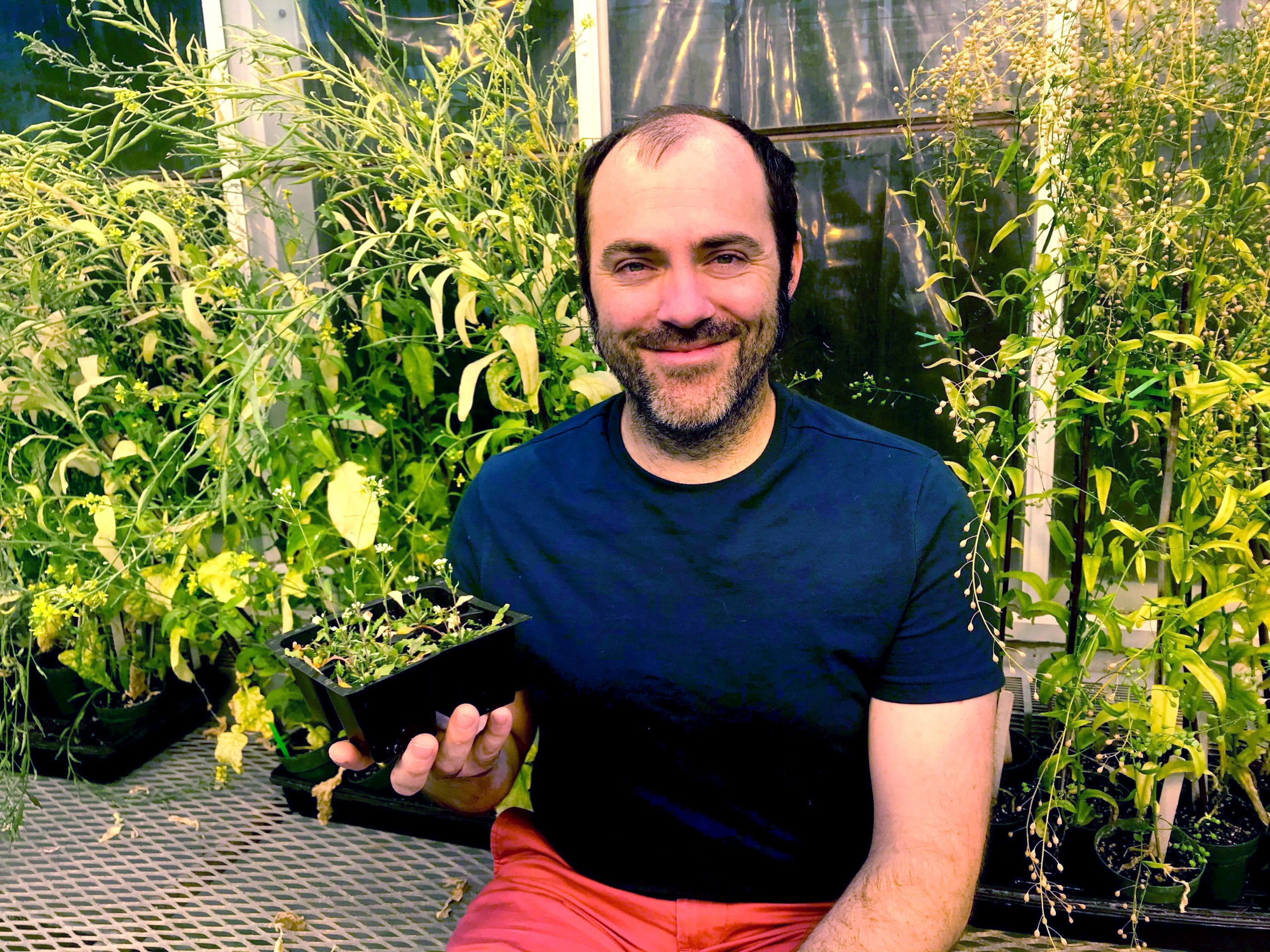 Medium closeup photo of Andrew Nelson smiling and holding a four-pack of small plants, Eutrema salsugineum. He is sitting on table in a greenhouse. Behind him are larger specimens of Eutrema salsugineum, which reach slightly above his head.