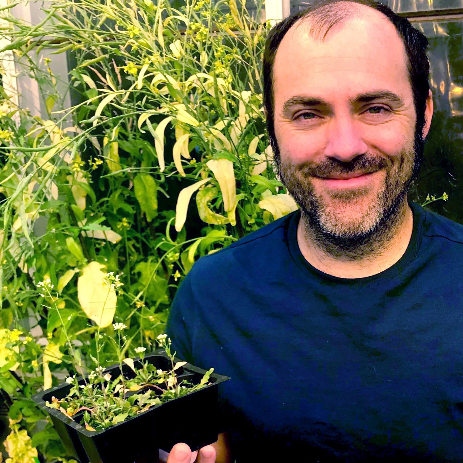 Medium closeup photo of Andrew Nelson smiling and holding a four-pack of small plants, Eutrema salsugineum. He is sitting on table in a greenhouse. Behind him are larger specimens of Eutrema salsugineum, which reach slightly above his head.