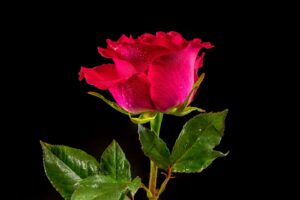 Red tea rose on a black background.