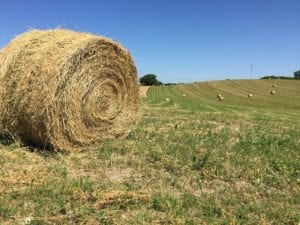 A large, round bale of hay sits in a field