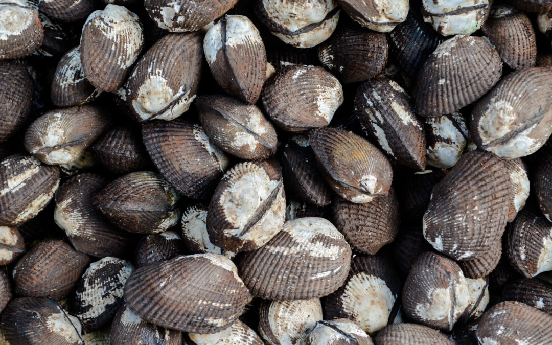 Bioeconomy in Colombia: The Race to Save Colombia’s Vital Shellfish