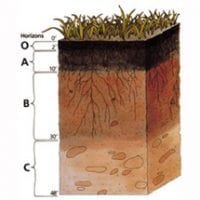 Drawing of a soil cross-section