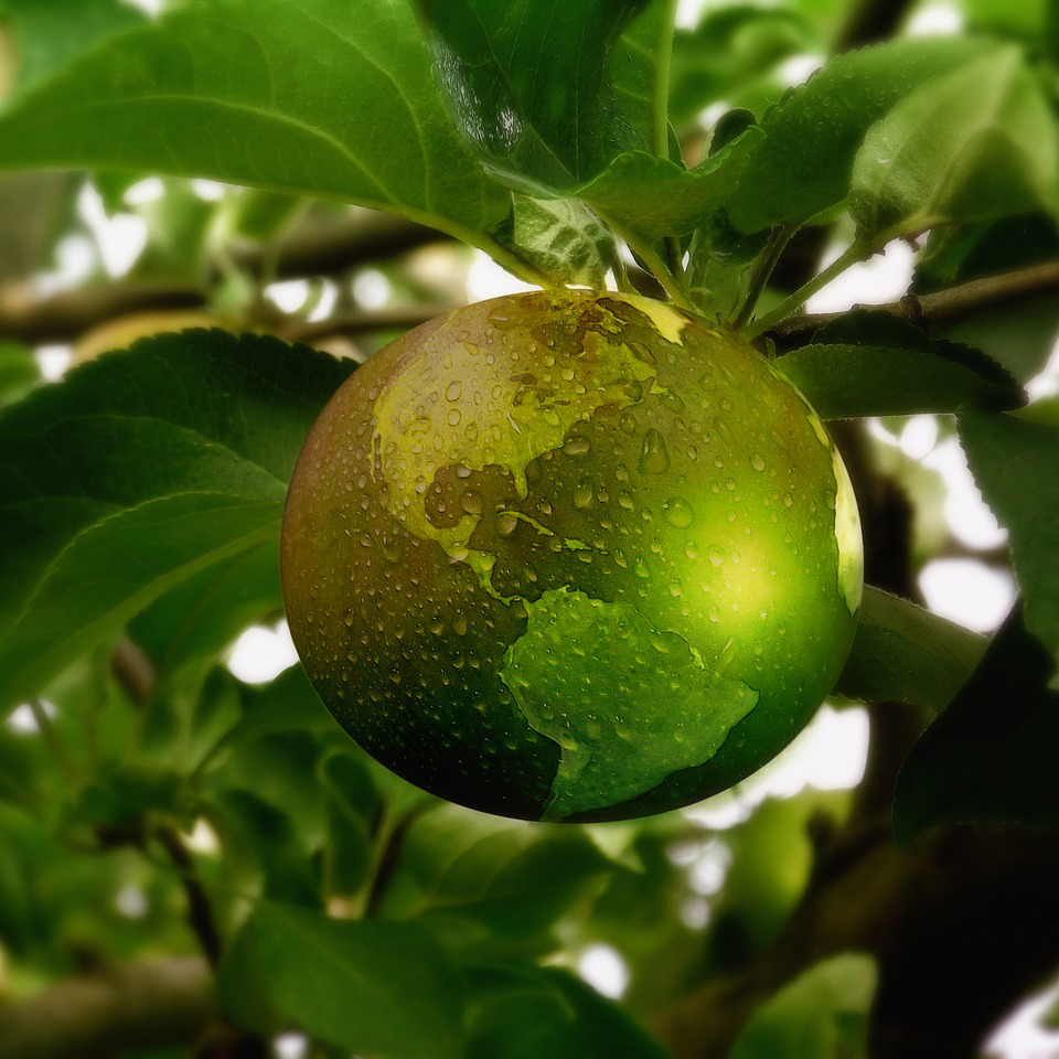 A globe super-imposed over an apple hanging from a tree