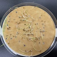 Switchgrass in a petri dish