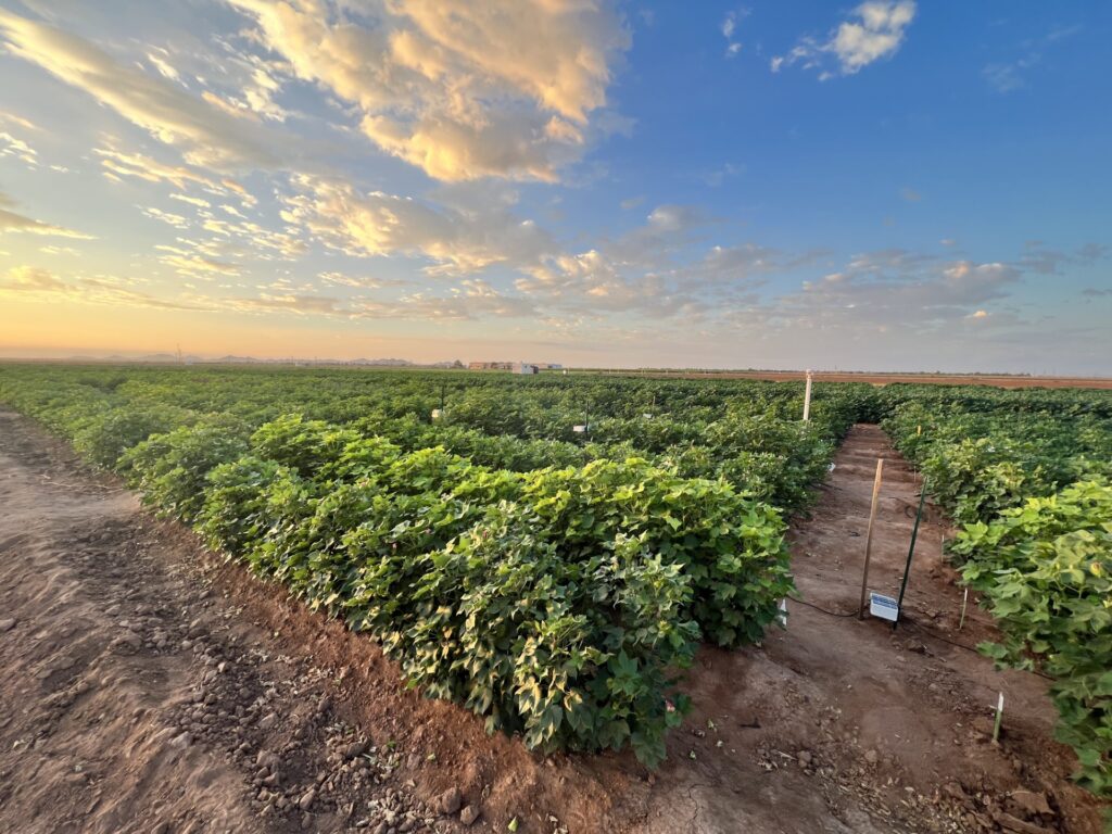 Cotton growing in a field