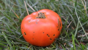 Tomato Speck