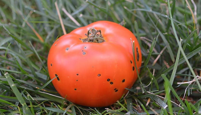 New System in Tomato’s Defense against Bacterial Speck Disease