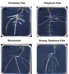 the root system architecture types that Julkowska lab has identified in wild tomato relative, S. pimpinellifollium.