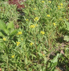 wallflowers growing in the wild