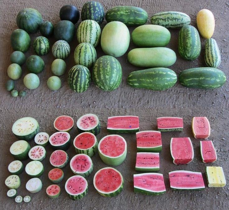 Harvesting Genes to Improve Watermelons