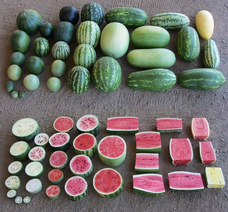 Cultivated watermelon’s wild relatives are very genetically diverse, making them likely sources of genes that confer tolerance to pests, diseases, and abiotic stresses like drought and high salinity. Image credit: Xingping Zhang/Syngenta